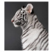 Fotografie Close-up of white tiger against black, Shizu Luminous / 500px, 40 × 40 cm