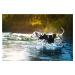 Vsepropejska Flava plovací vesta pro psa Barva: Černá, Délka zad (cm): 43, Obvod hrudníku: 76 - 