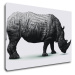 Impresi Obraz Nosorožec na bílém pozadí - 90 x 60 cm