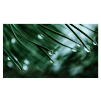 Fotografie Raindrops on a pine needle, oxygen, 40 × 22.2 cm