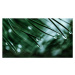 Fotografie Raindrops on a pine needle, oxygen, 40 × 22.2 cm