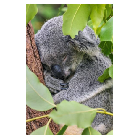 Plakát, Obraz - Close-up of koala on tree,Forest Lake,Minnesota,United, SYED MUHAMMAD JUNAID / 5
