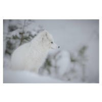 Fotografie Arctic fox, Neil_Burton, 40 × 26.7 cm