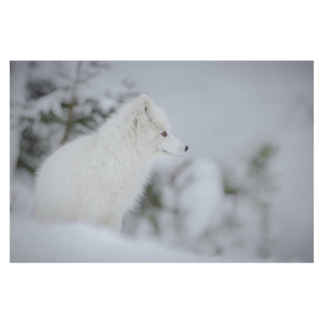 Fotografie Arctic fox, Neil_Burton, 40 × 26.7 cm