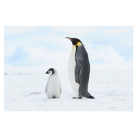 Fotografie Emperor penguin , chick and adult., Martin Ruegner, 40x26.7 cm