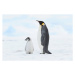 Fotografie Emperor penguin , chick and adult., Martin Ruegner, 40 × 26.7 cm