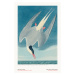 Ilustrace The Arctic Tern from The Birds of America - J. J. Audubon, 26.7x40 cm