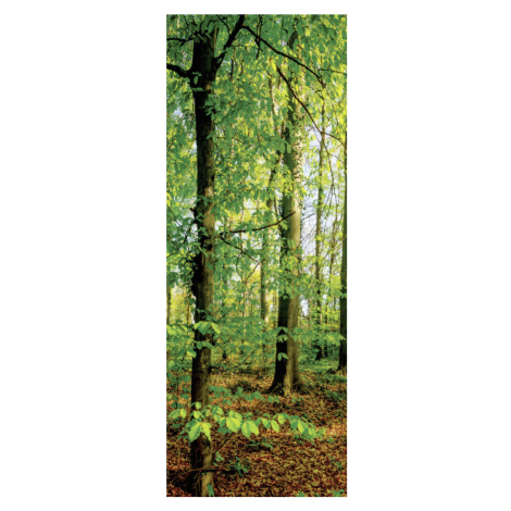 Euroart OBRAZ NA PLÁTNĚ, stromy cm