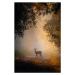 Fotografie See the lights,Side view of fallow, PAOLO STOPPANI / 500px, 26.7 × 40 cm