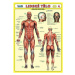 Lidské tělo - Přehled orgánových soustav - Svalová soustava - Petr Kupka