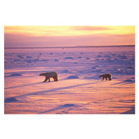 Fotografie Polar Bears Crossing Snowfield, John Conrad, 40 × 26.7 cm