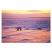 Fotografie Polar Bears Crossing Snowfield, John Conrad, 40 × 26.7 cm