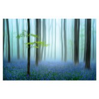 Fotografie the blue forest ........, PietHaaksma, 40 × 26.7 cm