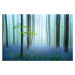 Fotografie the blue forest ........, Piet	Haaksma, 40 × 26.7 cm