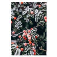 Fotografie A bush with red berries in, Anastasiia Voloshko, 26.7 × 40 cm