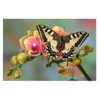 Fotografie Old World Swallowtail Butterfly, Papilio machaon, Darrell Gulin, 40x26.7 cm