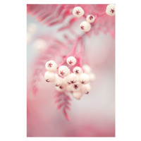 Fotografie Berries on a twig No2, Studio Collection, 26.7 × 40 cm