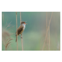 Fotografie The singer of the reed, Valentino Alessandro, 40 × 26.7 cm