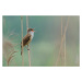 Fotografie The singer of the reed, Valentino Alessandro, 40 × 26.7 cm