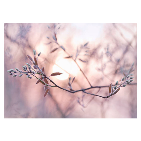 Fotografie Sun shining through branches with dew covered buds, EschCollection, 40x30 cm