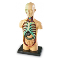 Anatomický model lidského těla Montessori