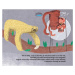 Lední medvěd Rio zachraňuje prales - Michal Šanda