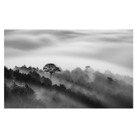 Fotografie Big tree in Pine forest in mist, Thang Tat Nguyen, 40 × 24.6 cm