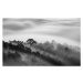 Fotografie Big tree in Pine forest in mist, Thang Tat Nguyen, 40 × 24.6 cm