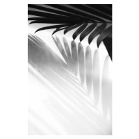 Fotografie Abstract background of palm leaves shadow, mariiaplo, 26.7 × 40 cm