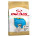 Royal Canin French Bulldog Puppy - 10 kg