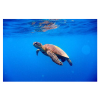 Fotografie Green turtle approaching water surface, Searsie, 40 × 26.7 cm