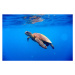 Fotografie Green turtle approaching water surface, Searsie, 40 × 26.7 cm