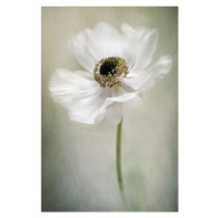 Fotografie Single White, Jacky Parker, 26.7 × 40 cm