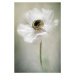 Fotografie Single White, Jacky Parker, 26.7 × 40 cm