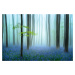 Umělecká fotografie the blue forest ........, Piet	Haaksma, (40 x 26.7 cm)