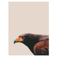 Fotografie Bird of prey, Finlay & Noa, 30 × 40 cm