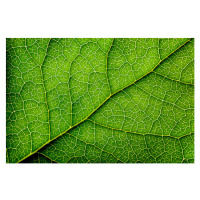 Fotografie Leaves Series, temmuzcan, 40 × 26.7 cm