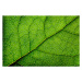 Fotografie Leaves Series, temmuzcan, 40x26.7 cm