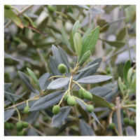 Olivovník evropský 'Frangivento' 10 litrů