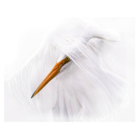 Fotografie Great Egret Head Through White Plumage, Troy Harrison, 40x30 cm