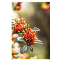 Fotografie Bunch of rowan berries on a tree in late summer., SimpleImages, 26.7x40 cm