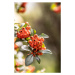 Umělecká fotografie Bunch of rowan berries on a tree in late summer., SimpleImages, (26.7 x 40 c