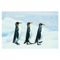 Fotografie King Penguins walking in single file, Joel Simon, 40x26.7 cm