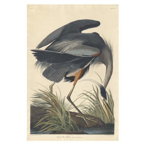 John James (after) Audubon - Obrazová reprodukce Great blue Heron, 1834, (26.7 x 40 cm)