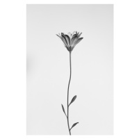 Fotografie Daisy, Thierry Lagandré (Transgressed Light), 26.7 × 40 cm