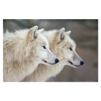 Umělecká fotografie Arctic wolves, Raimund Linke, (40 x 26.7 cm)