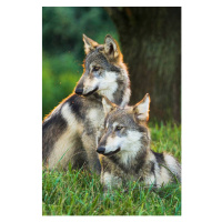 Fotografie Two Gray Wolves (Canis lupus) Indiana, USA, Alex Hibbert, 26.7x40 cm