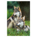 Fotografie Two Gray Wolves (Canis lupus) Indiana, USA, Alex Hibbert, (26.7 x 40 cm)