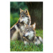 Fotografie Two Gray Wolves (Canis lupus) Indiana, USA, Alex Hibbert, 26.7 × 40 cm