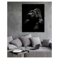 Obrazy na stěnu - Černá gorila Rozměr: 40x50 cm, Rámování: vypnuté plátno na rám